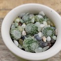 Vente: Création de plante grasse joubarbe à toile d'araignée 
