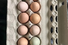 Selling with In-person Payment: Pasture raised chickens eggs 