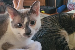   : Frankie & Peekaboo