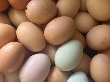 Selling with In-person Payment: Chicken eggs