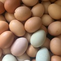 Selling with In-person Payment: Chicken eggs