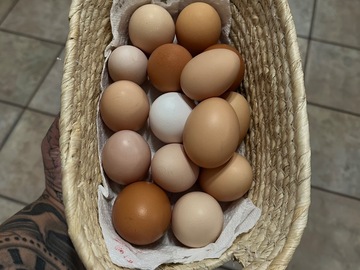 Selling with In-person Payment: Fresh dated eggs