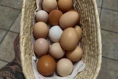 Selling with In-person Payment: Fresh dated eggs