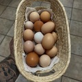 Selling with In-person Payment: Fresh dated eggs