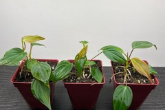 Vente: Philodendron Scandens Micans (2 pieds)