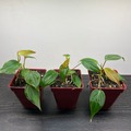 Vente: Philodendron Scandens Micans (2 pieds)