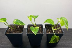Vente: Epipremnum Aureum "Pothos"