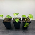 Vente: Epipremnum Aureum "Pothos"