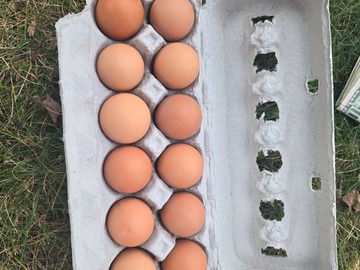 Selling with In-person Payment: Farm fresh chicken eggs 