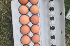 Selling with In-person Payment: Farm fresh chicken eggs 