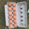 Selling with In-person Payment: Farm fresh chicken eggs 