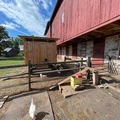 Selling with In-person Payment: Farm fresh, pasteurize, corn-free, soy-free, chicken eggs
