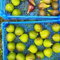 Vente: Lot 10 varietes de figuier ( boutures )