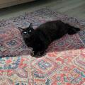 Renting out: Pet friendly tenant :)! Spacious apartment in Finno.