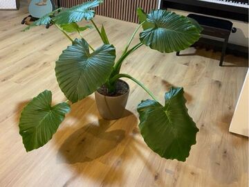 Vente: Grande plante Alocasia