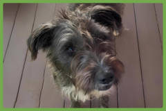  : Mr. Bingley