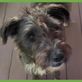  : Mr. Bingley
