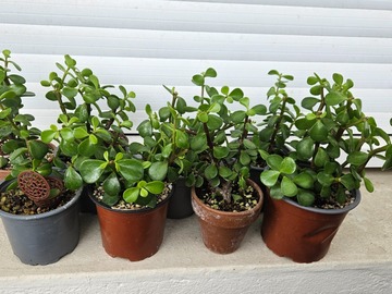 Vente: Boutures Portulacaria