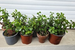 Sales: Boutures Portulacaria