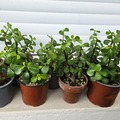 Sales: Boutures Portulacaria