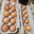 Selling with In-person Payment: Farm fresh eggs 