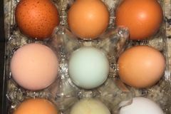 Selling with online payment: Farm Fresh Eggs