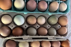 Selling with In-person Payment: Fresh Eggs