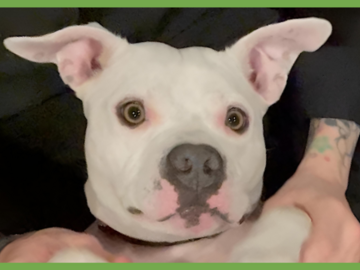  : Ollie