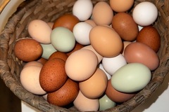 Selling with In-person Payment: Farm Fresh Eggs 