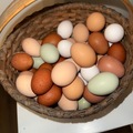 Selling with In-person Payment: Farm Fresh Eggs 