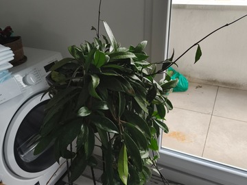 Giving away: Hoya pubicalix