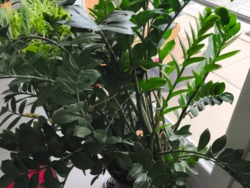 Giving away: Donne grand zamioculcas
