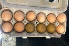 Selling with In-person Payment: Farm fresh eggs