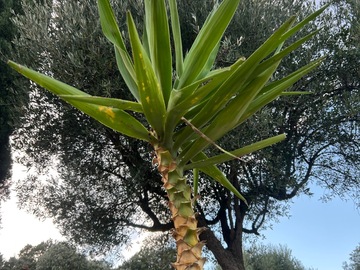 Sales: Yucca elephantipes 