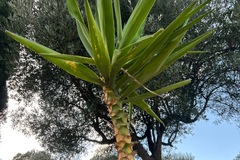 Vente: Yucca elephantipes 