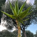 Vente: Yucca elephantipes 