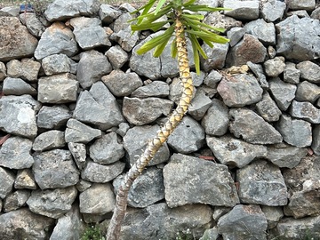 Sales: Yucca elephantipes 