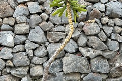 Sales: Yucca elephantipes 