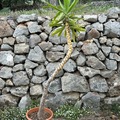 Sales: Yucca elephantipes 