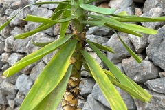 Vente: Yucca elephantipes 