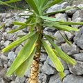 Vente: Yucca elephantipes 