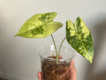 Vente: Alocasia frydek variegata