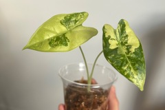 Vente: Alocasia frydek variegata