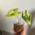 Vente: Alocasia frydek variegata
