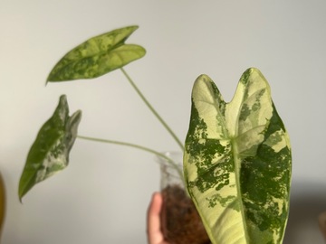 Vente: Alocasia frydek variegata 