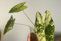 Vente: Alocasia frydek variegata 
