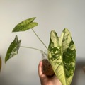 Vente: Alocasia frydek variegata 