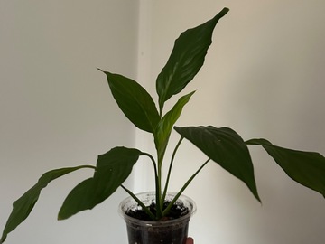Vente: Spathiphyllum 