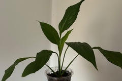 Vente: Spathiphyllum 