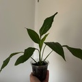 Vente: Spathiphyllum 